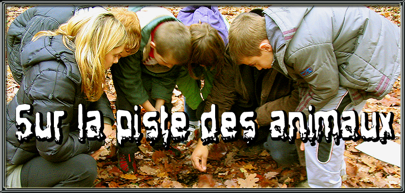 piste des animaux, enfants, découverte