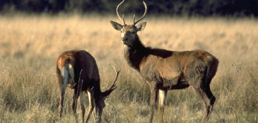 brame du cerf en forêt de Chinon et de Loches Touraine 37