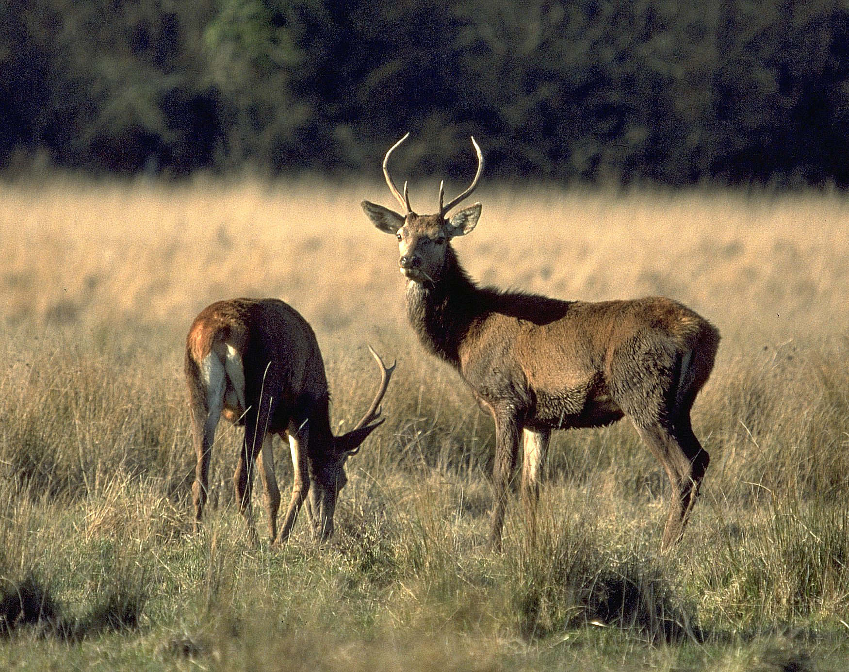 brame du cerf en forêt de Chinon et de Loches Touraine 37